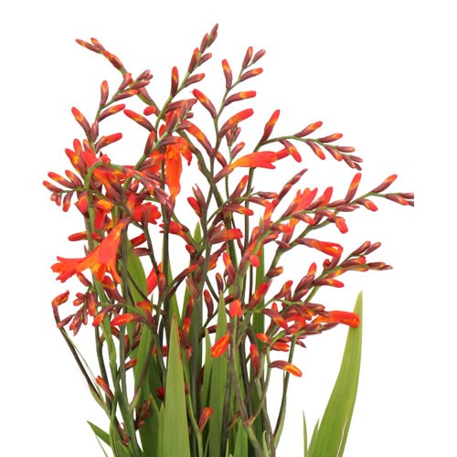 Crocosmia Orange