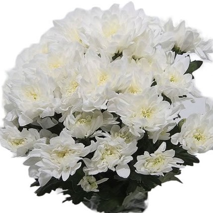Chrysanthemums