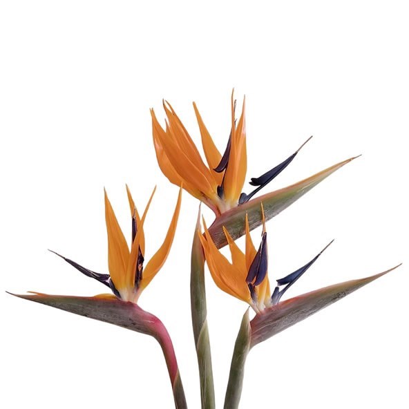 Bird of Paradise (Strelitzia)