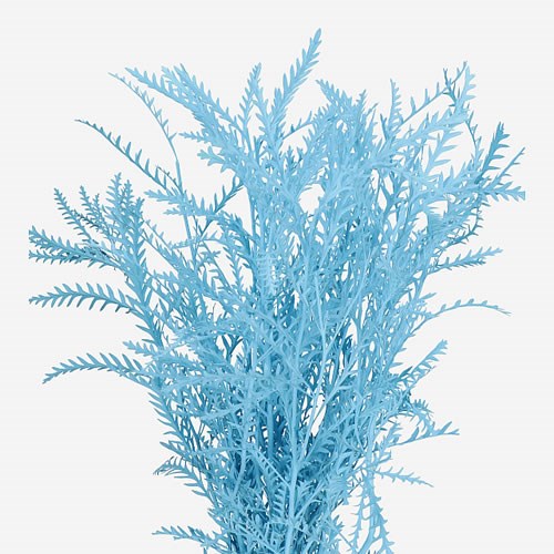 Dyed Grevillea