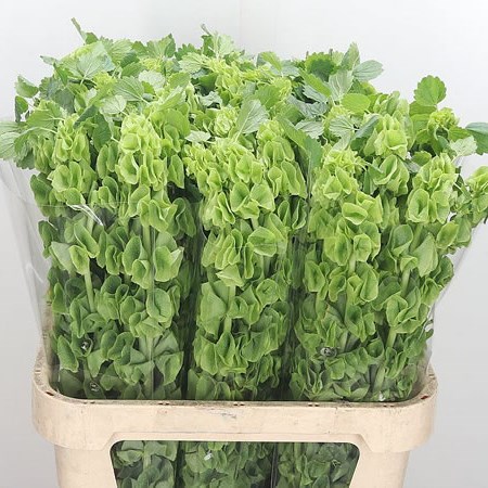 Moluccella thumbnail 3