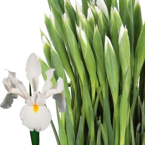 Iris