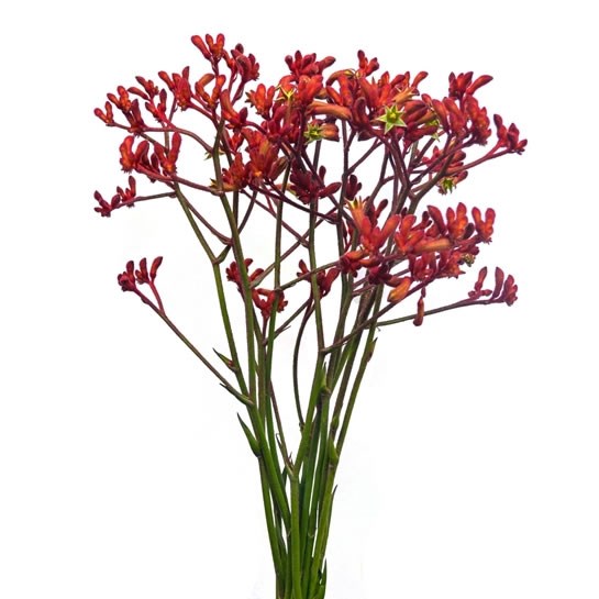Kangaroo Paw (Anigozanthos)
