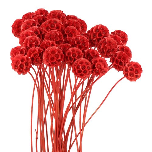 Tinted Scabiosa