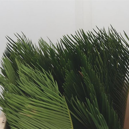 Cycas