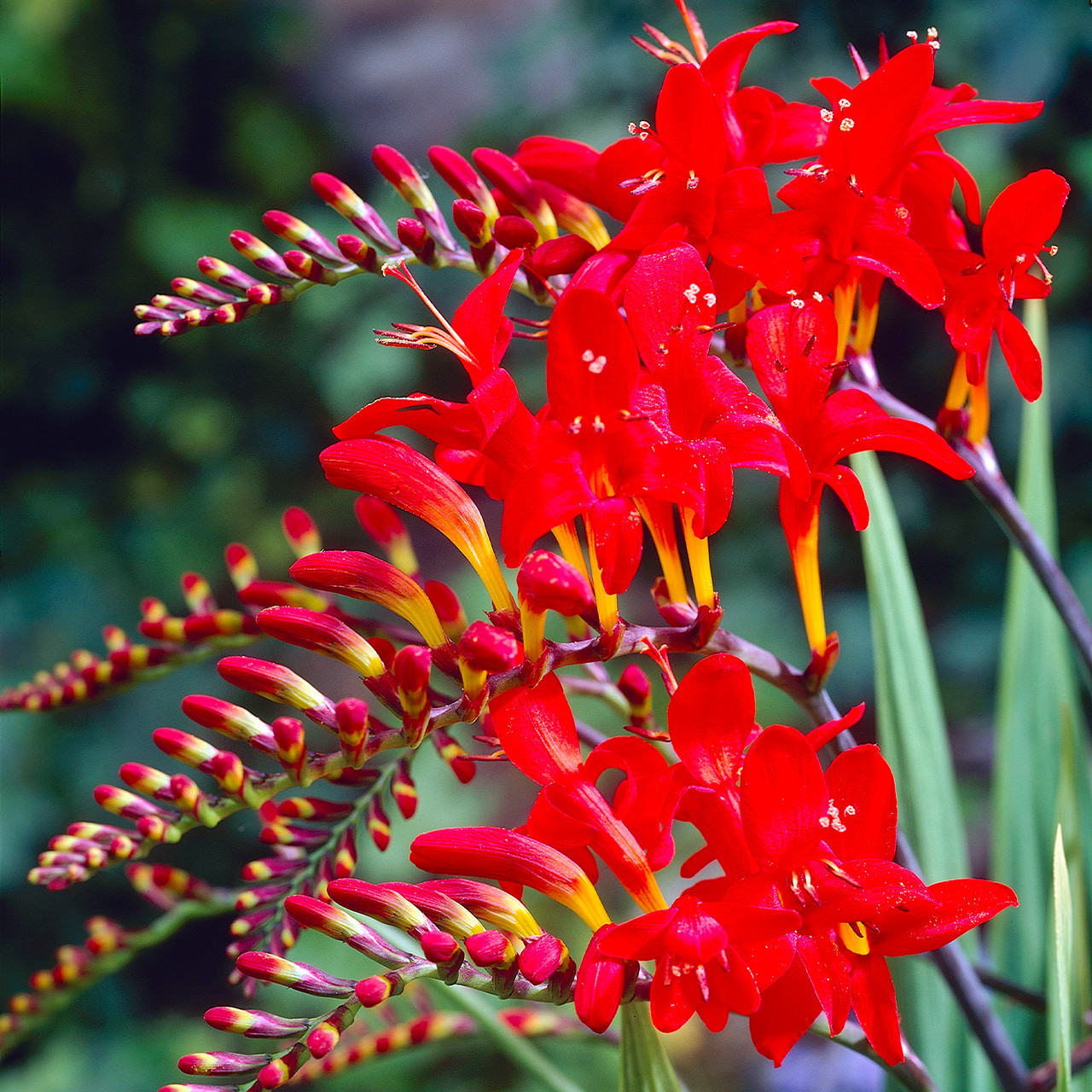 Crocosmia Red