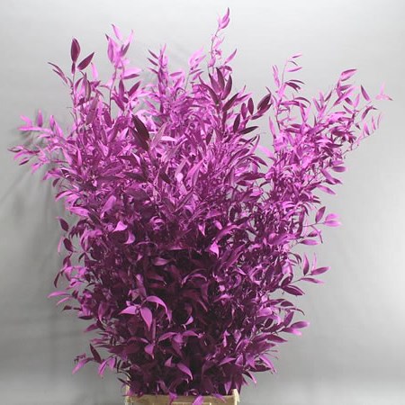 Dyed Ruscus