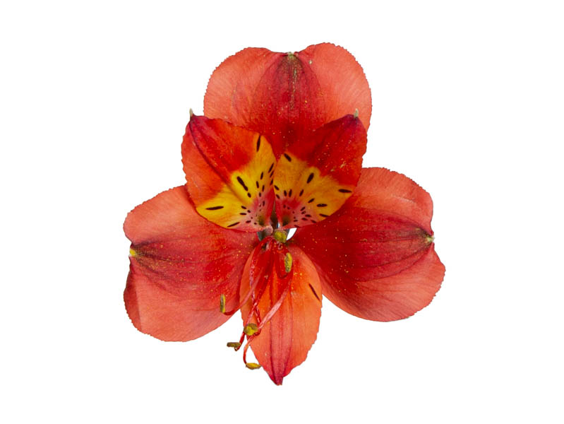 Hot Pepper Alstroemeria