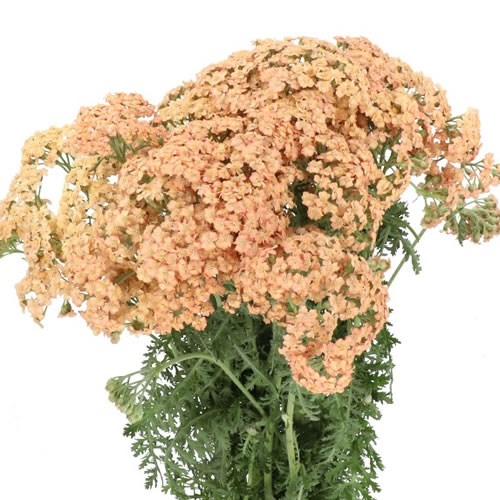 Achillea (Yarrow) thumbnail 2