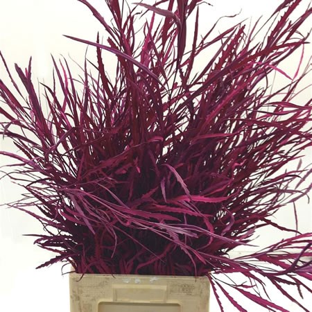 Dyed Grevillea thumbnail 4