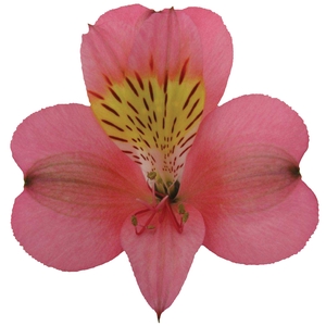 Livorno Alstroemeria