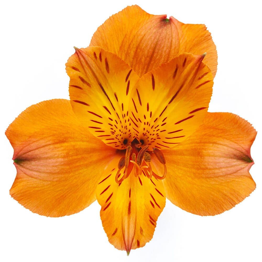 Jaffa Alstroemeria