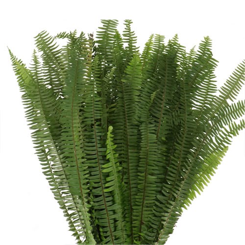 Nephrolepis