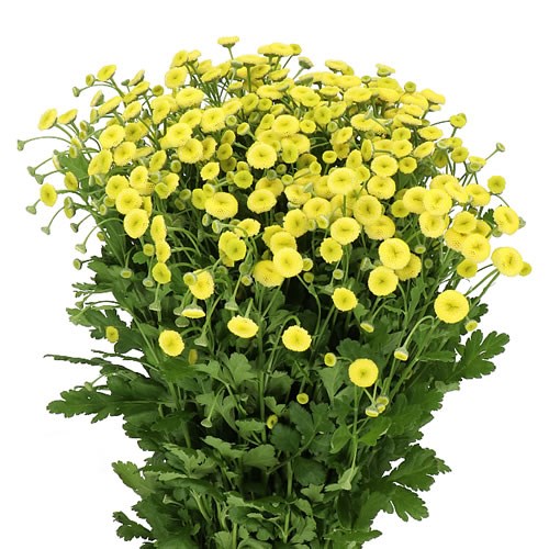 Matricaria (Feverfew)