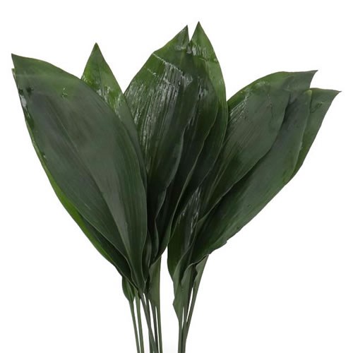 Aspidistra elatior