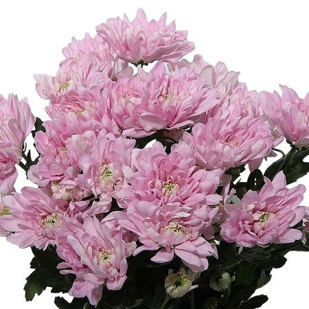 Chrysanthemums thumbnail 3