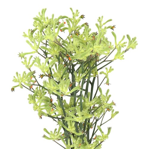 Kangaroo Paw (Anigozanthos) thumbnail 2