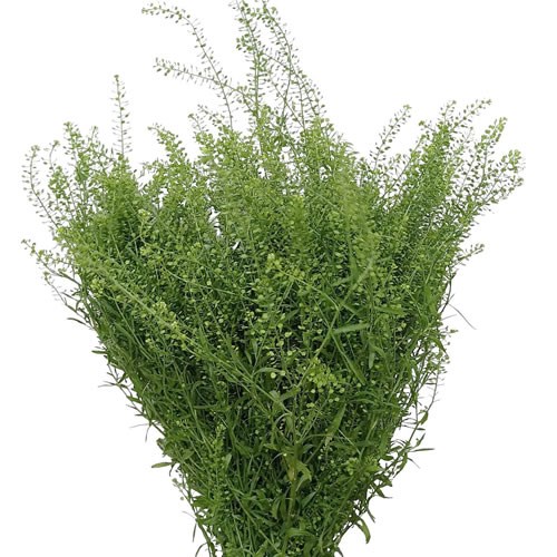 Lepidium