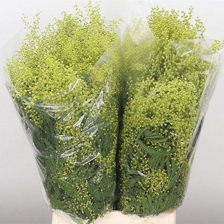 Mimosa (Acacia)