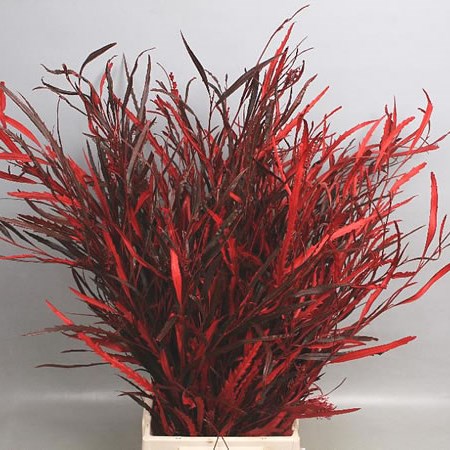 Dyed Grevillea thumbnail 2