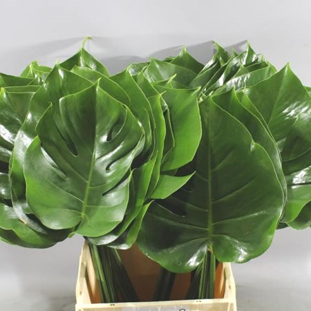 Monstera Leaf