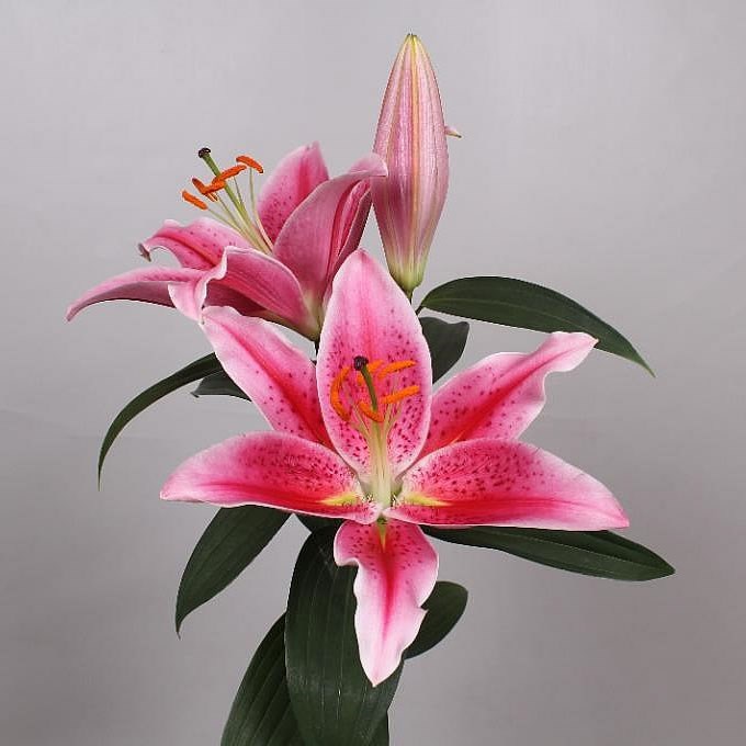 Oriental Lilies thumbnail 3