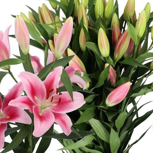 Oriental Lilies
