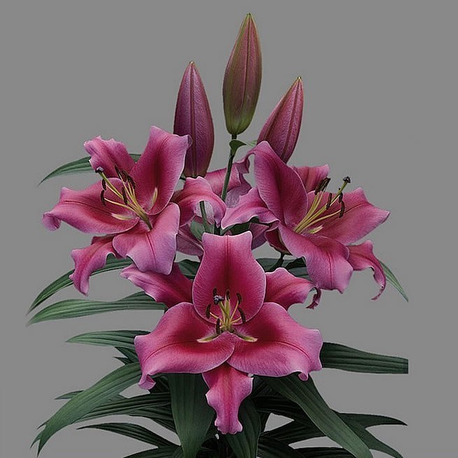 Oriental Lilies thumbnail 2