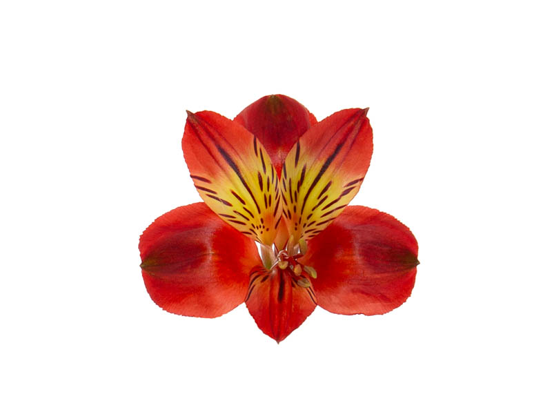 Angelina Alstroemeria thumbnail 3
