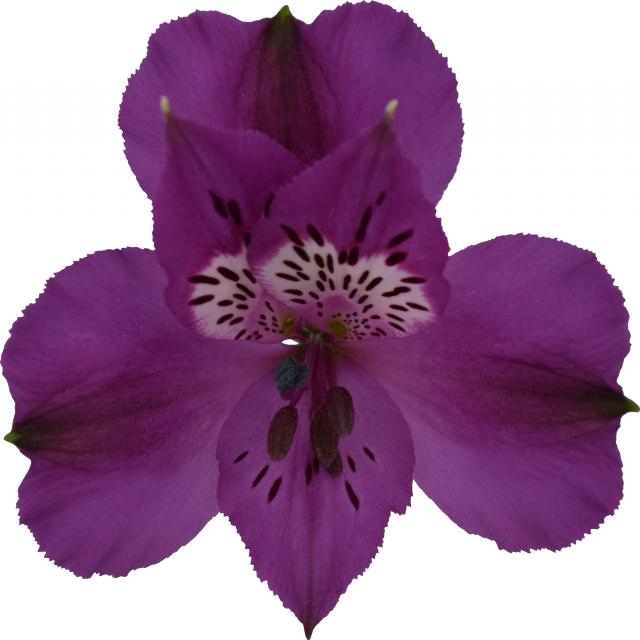 Xanadu Alstroemeria