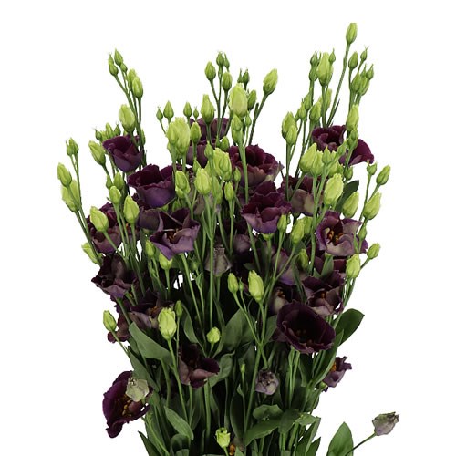 Eustoma