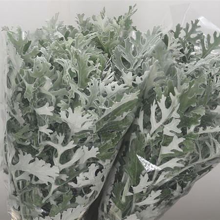 Dusty Miller
