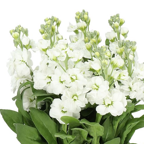 Matthiola (Stock) thumbnail 4