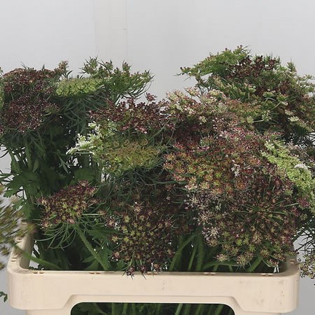 Daucus Carota