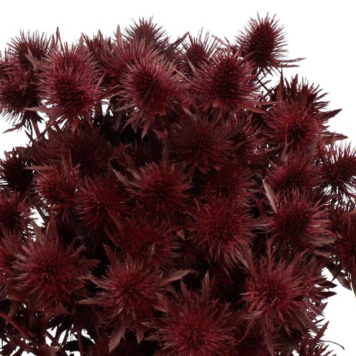 Dyed Eryngium
