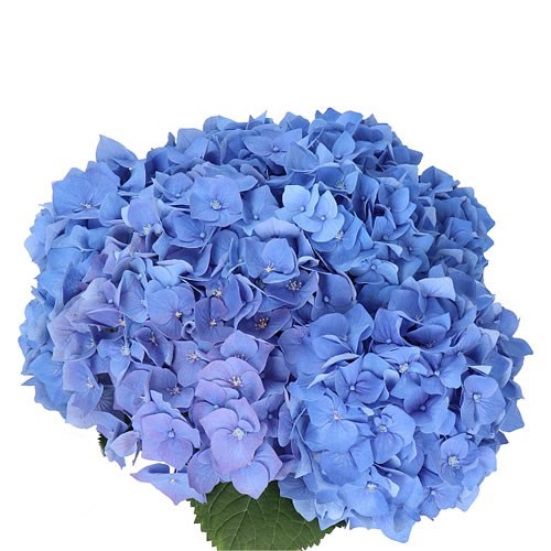 Hydrangea thumbnail 2