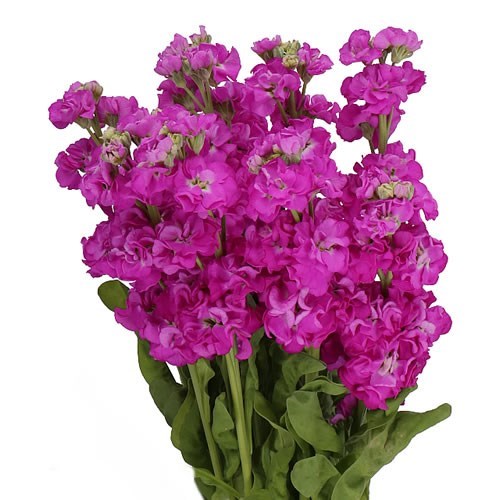 Matthiola (Stock) thumbnail 2