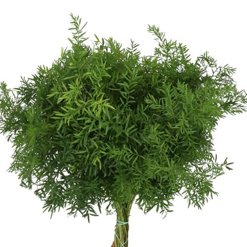 Asparagus (Fern)