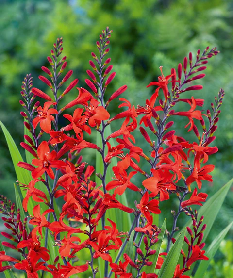 Crocosmia Red thumbnail 3