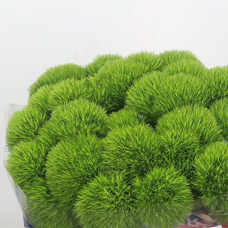 Kiwi Mellow Dianthus thumbnail 2