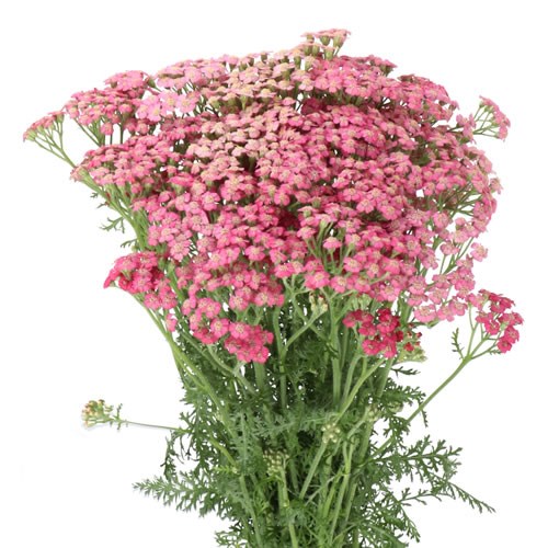 Achillea (Yarrow)