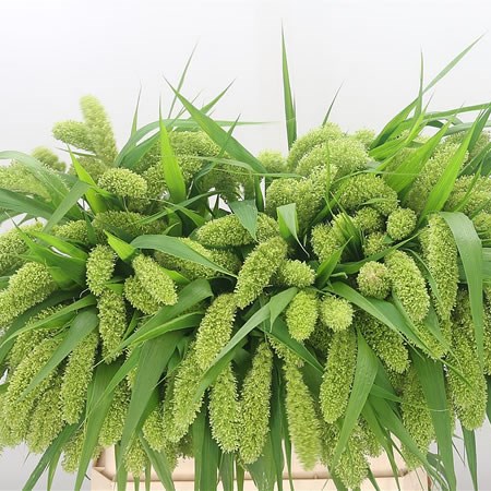 Setaria