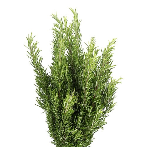 Rosemary