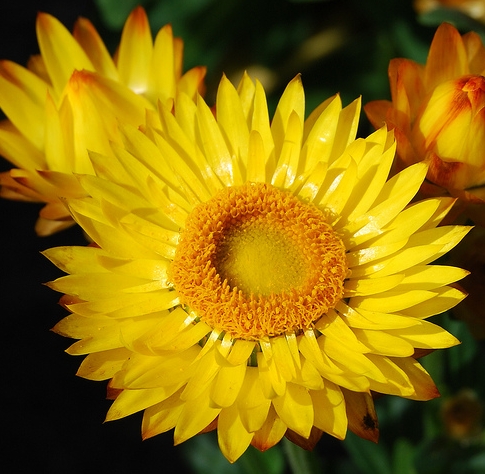 Xerochrysum (Strawflower)