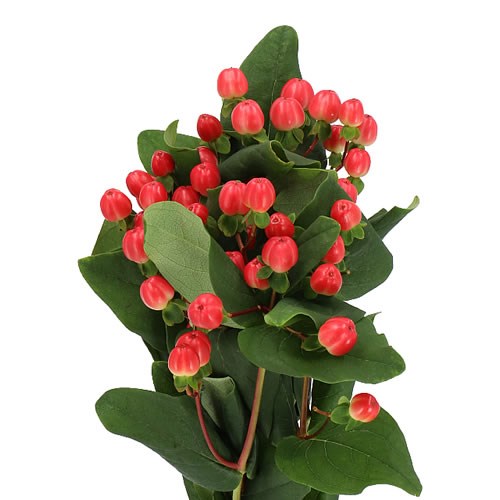 Hypericum