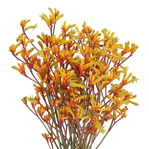 Kangaroo Paw (Anigozanthos) thumbnail 3