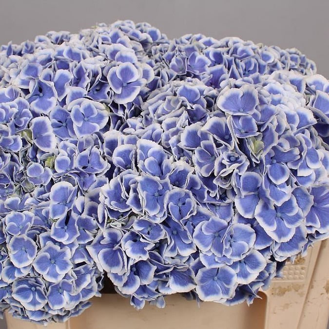 Hydrangea