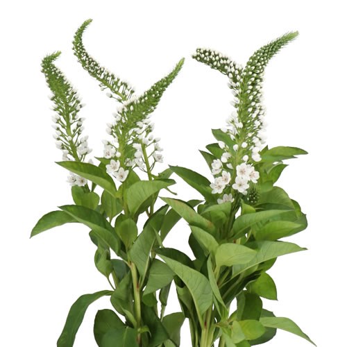 Lysimachia
