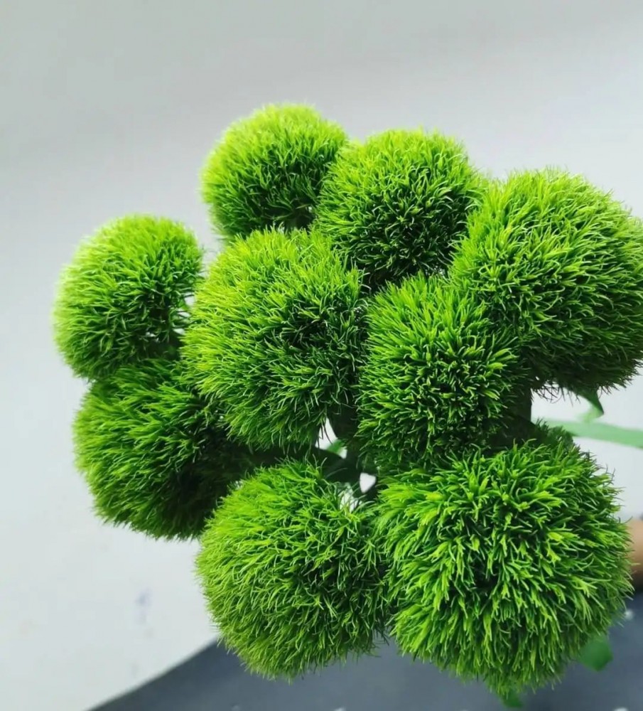 Kiwi Mellow Dianthus thumbnail 3