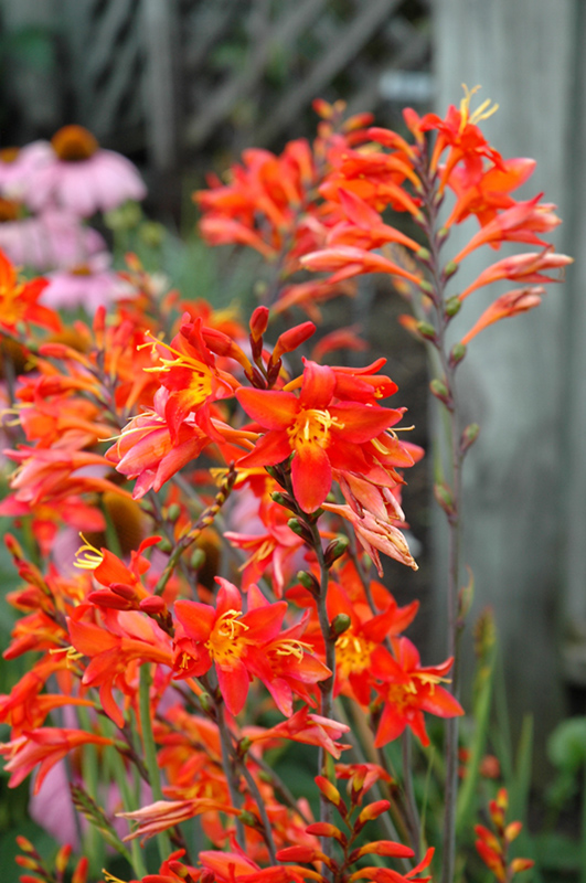 Crocosmia Orange thumbnail 2